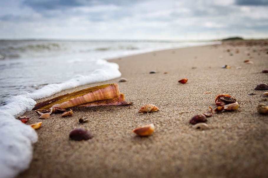 brown, white, seashells, seashore, beach, sea, shell, sand, holiday, clouds