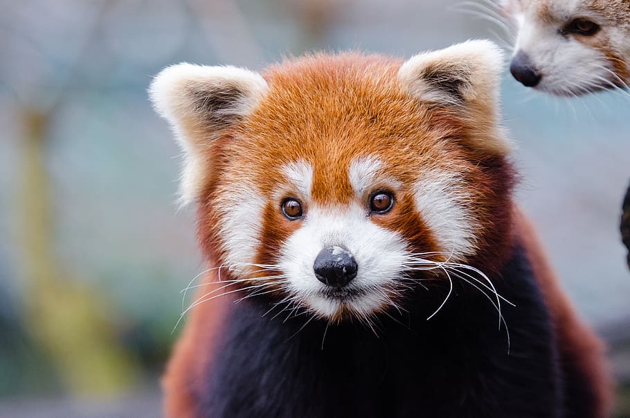 Panda Merah, tema hewan, hewan, satu hewan, mamalia, satwa liar, fokus pada latar depan, panda - hewan, potret, close-up