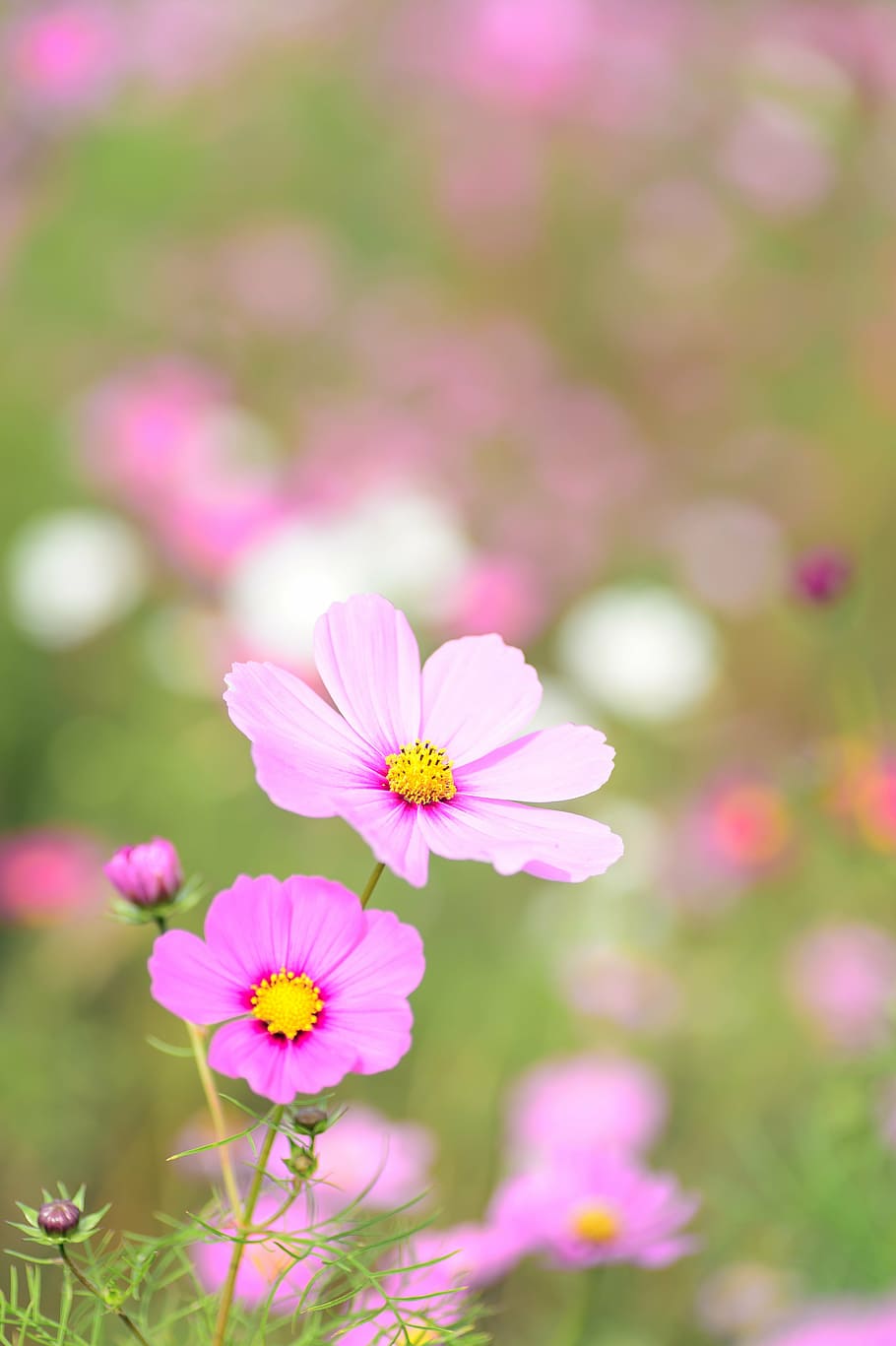 pink cosmos flowers, natural, plant, flowers, cosmos, autumn flowers, autumn, pink, flower, pink color