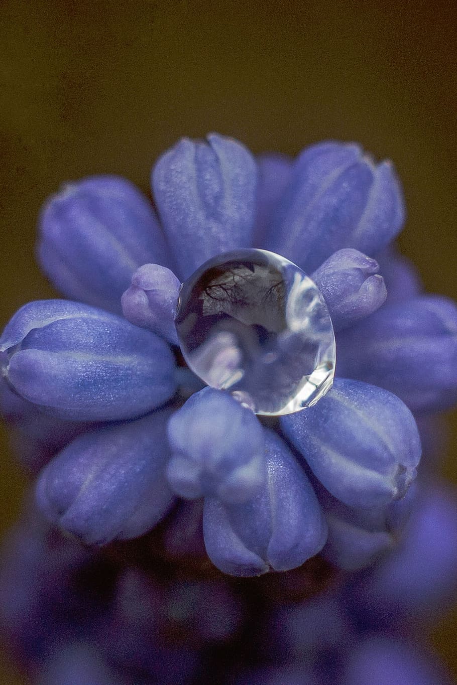 macro photo, water dew, purple, hyacinths, nature, violet, flowers, petals, water, dew