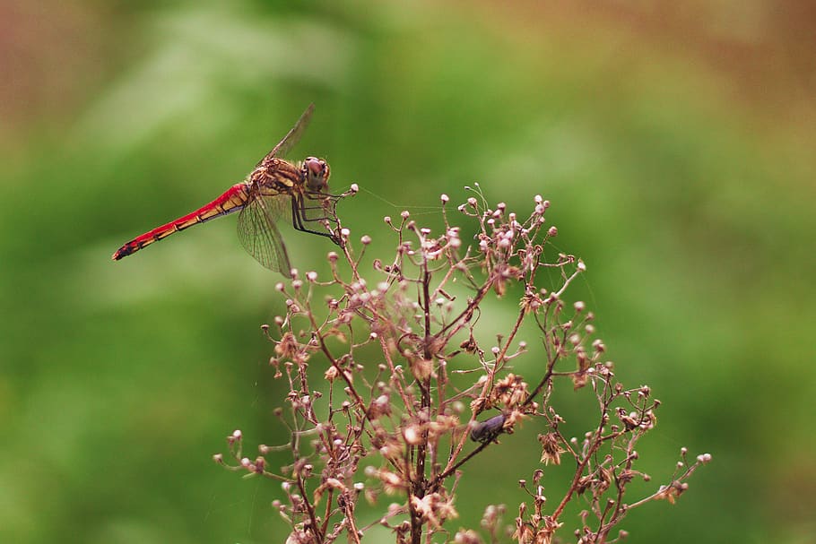 dragon fly, red, yellow, dragonfly, nature, insect, one animal, invertebrate, animal themes, animal