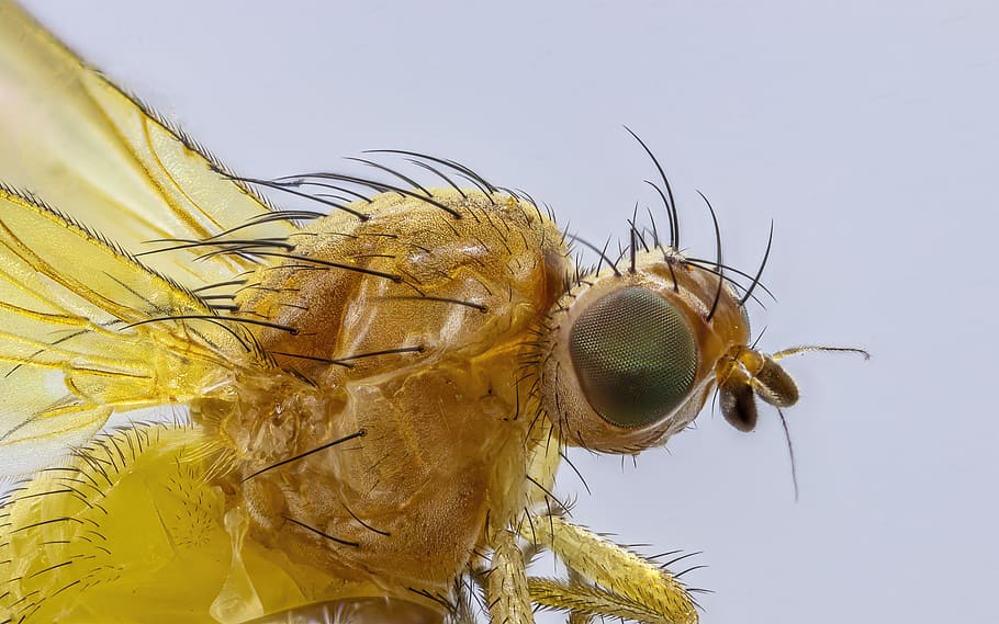 fly, yellow, insect, tiny, macro, micro, hairy, eyes, nature, wings