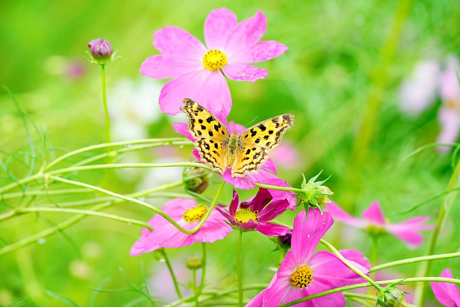 cosmos, butterfly, flower, nature, beautiful, flowers, plants, summer, autumn, spring