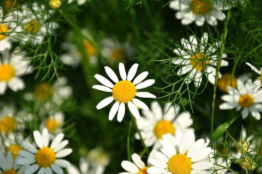 manzanilla, blanco, flor de verano, planta, fresco, prado, planta floreciendo, flor, frescura, belleza en la naturaleza