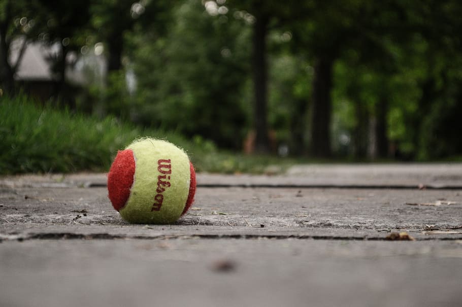 Wilson, tenis, pelota, enfoque selectivo, día, deporte, nadie, árbol, primer plano, planta