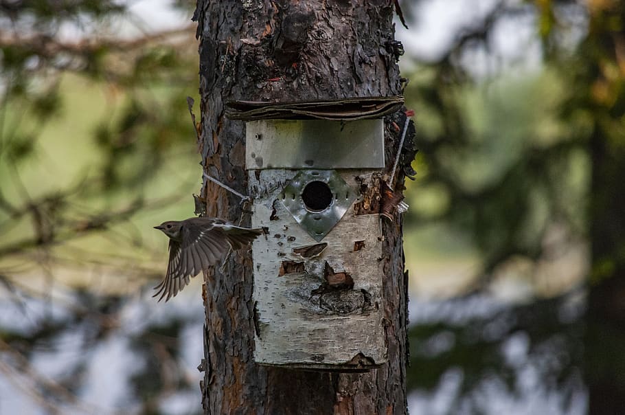 flycatcher, birdhouse, tree, tree trunk, trunk, plant, focus on foreground, nature, animal themes, day