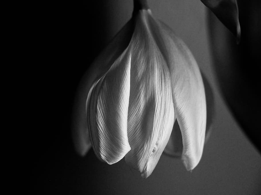 tulip, wilting, white, black and white, flower, withered, faded, wilted, close-up, indoors