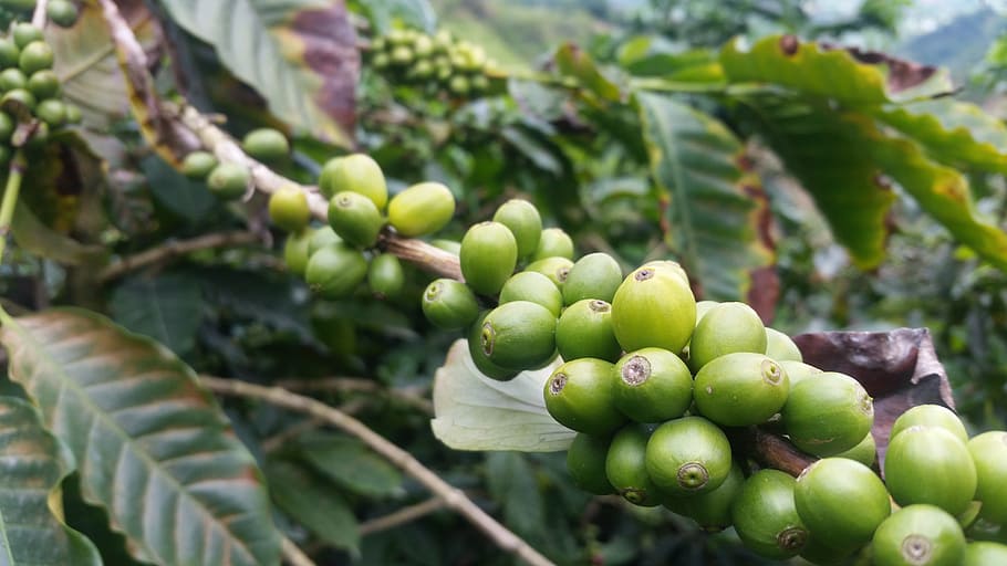 coffee, colombia, coffee bean, fruit, food and drink, green color, healthy eating, growth, food, plant