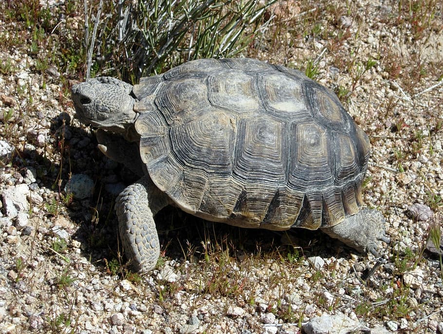 -, Desert Tortoise, Gopherus agassizii, animal, public domain, reptile, shell, tortoise, turtle, nature