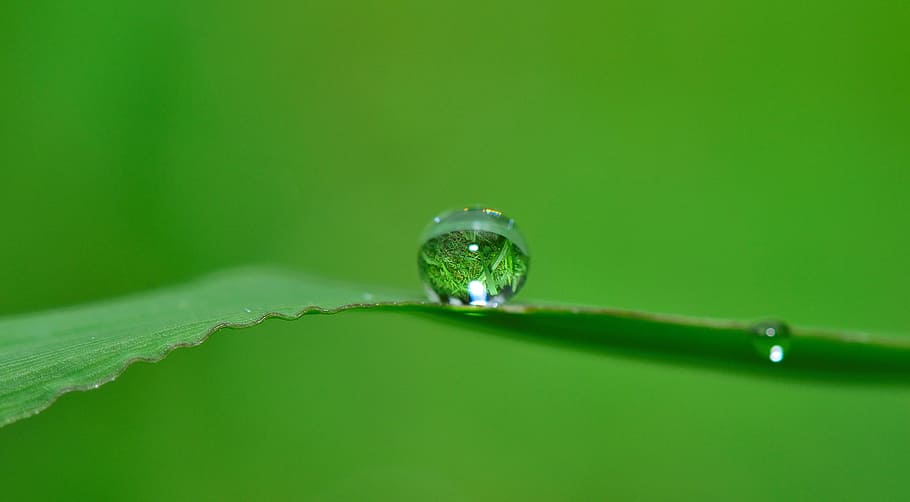 water, drops, leaf, shallow, focus lens, drop, grass, rain, nature, wet