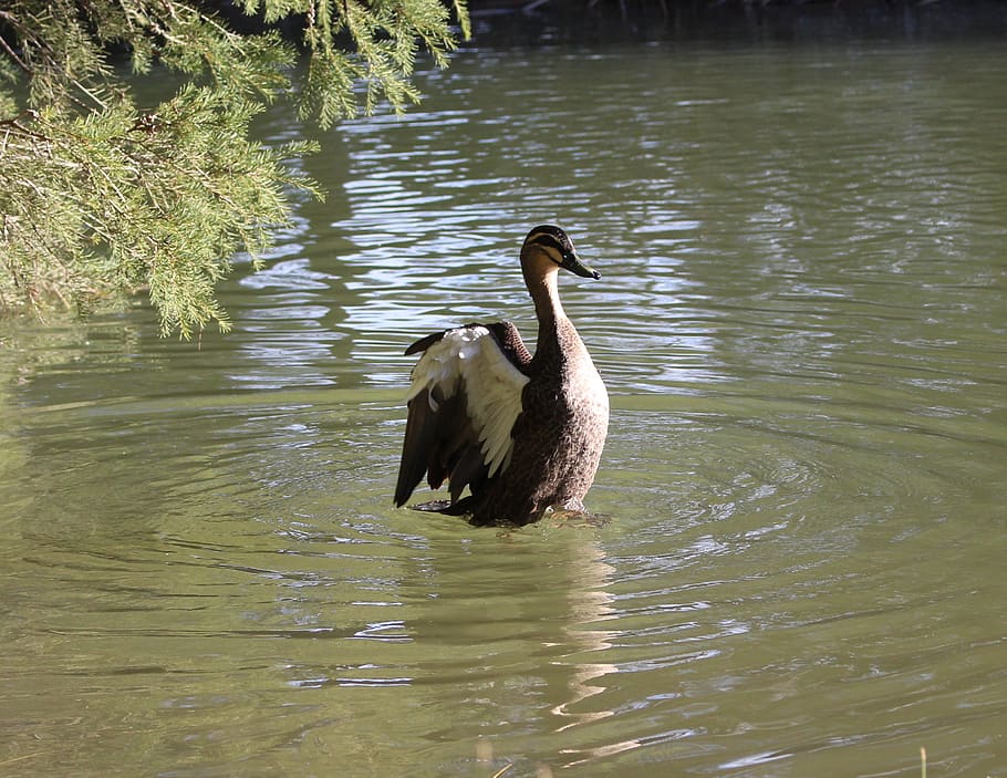 pacific black duck, abrindo as asas, batendo, pisando na água, ondulações, reflexão, lago, natureza, vida selvagem, austrália