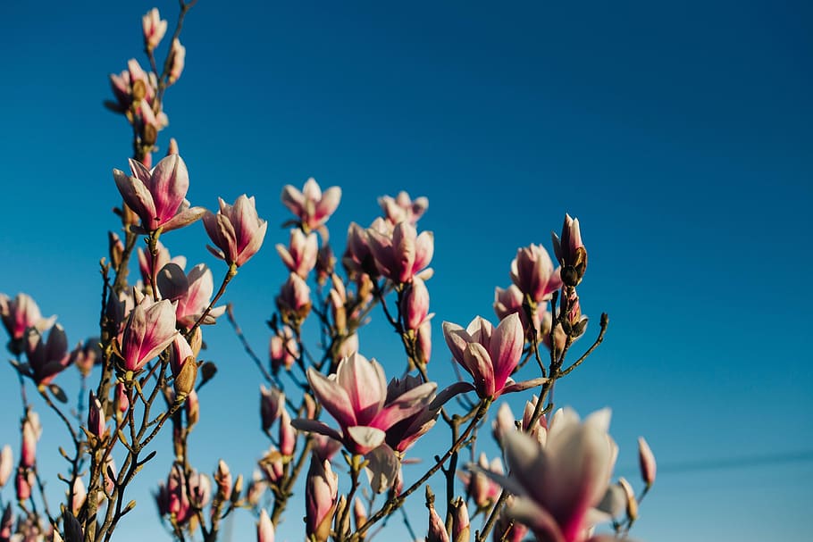 flores de primavera rosadas, rosa, flores de primavera, flores, flora, cielo azul, floreciente, primavera, flor, ramita