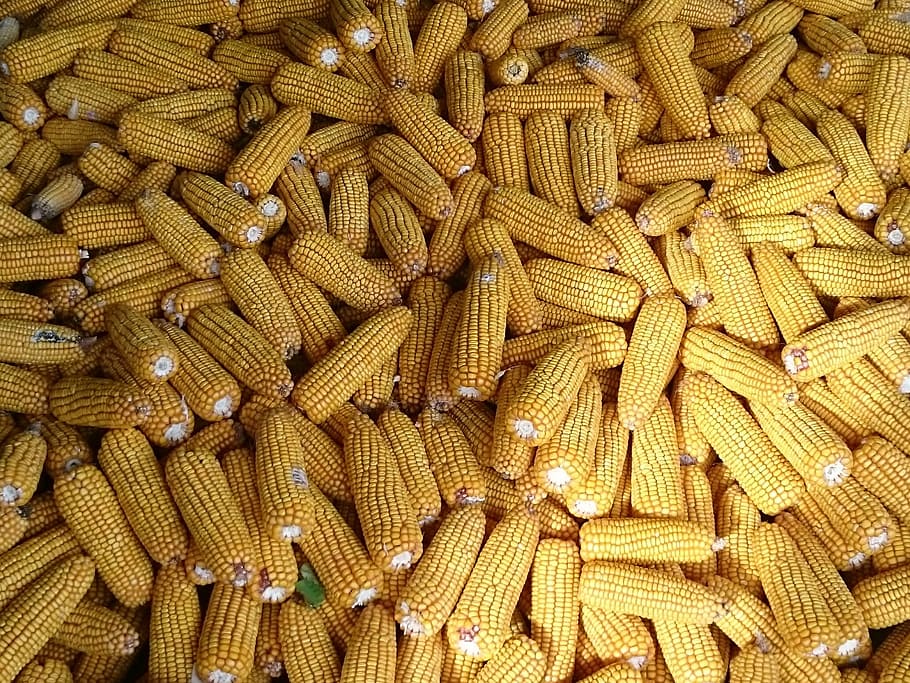 corn on the cob, harvest, agriculture, corn harvest, corn kernels, backgrounds, food and drink, food, full frame, large group of objects