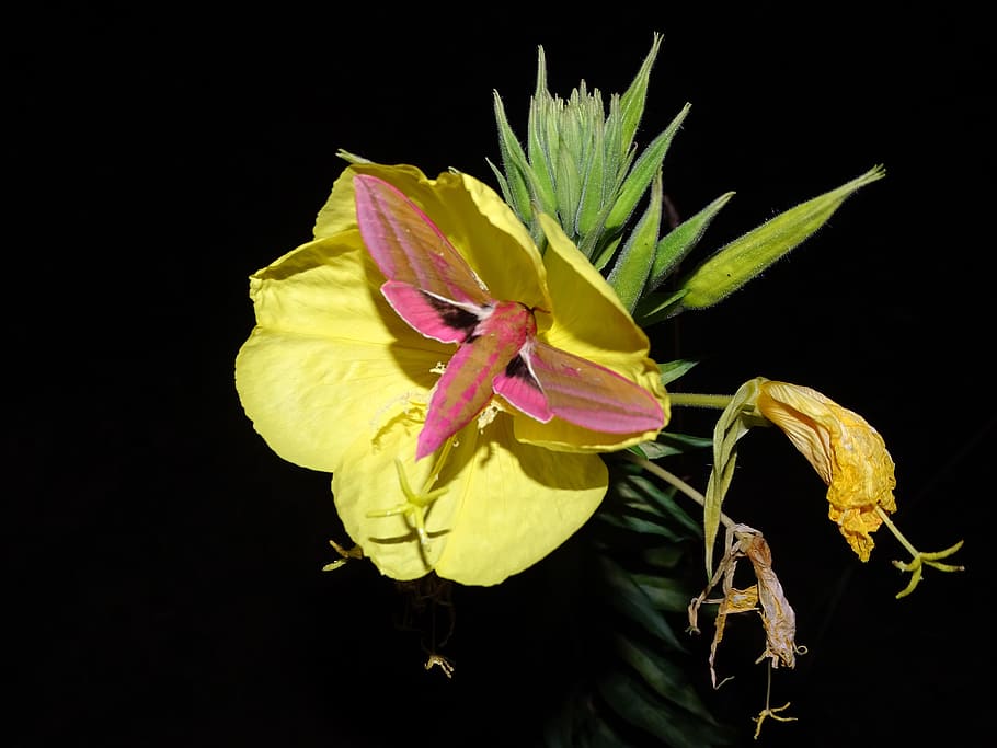 Pink Evening Primrose, medium wine enthusiast, moth, owls, butterfly, flower, nature, plant, black Background, petal