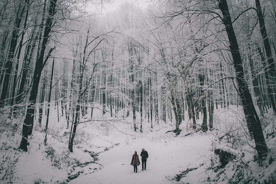 duas, pessoas, andando, floresta, homem, mulher, neve, revestido, estrada, em escala de cinza