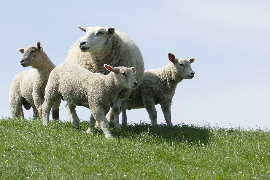 dike, sheep, lambs, lamb, north sea dike, mecklenburg, meadow, animals, group of animals, mammal