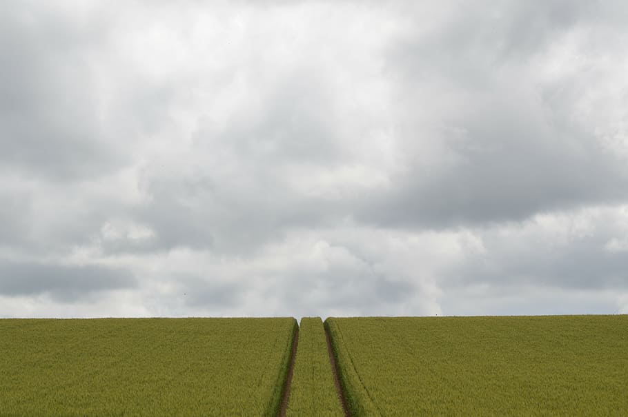 field, wheat, grey, sky, grey sky, green, cloud, france, nature, environment