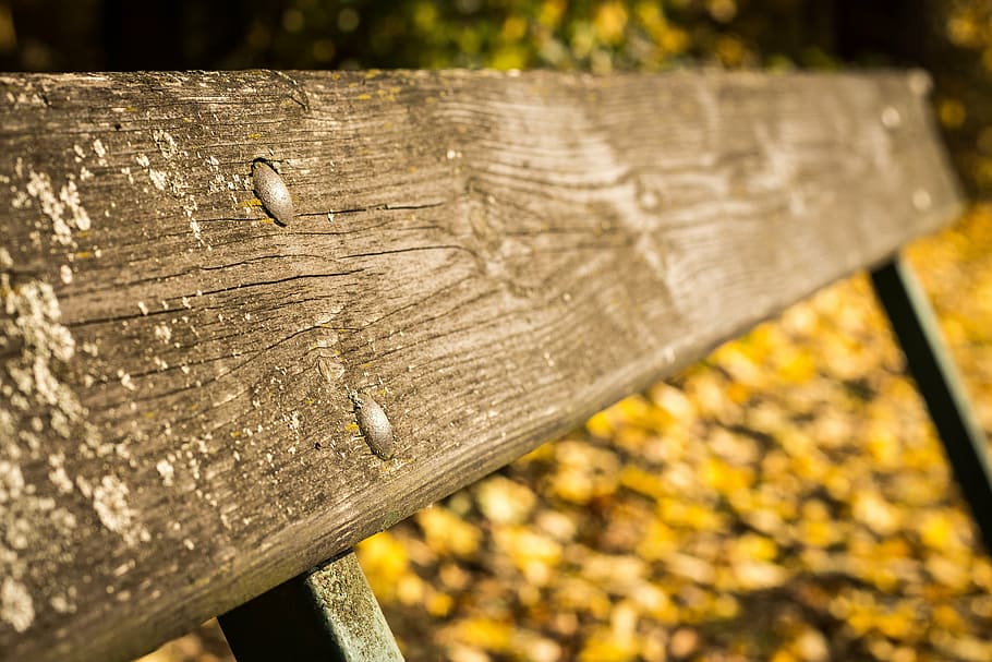 bench, session, sit, autumtexture, rear, woden, park, wood - material, focus on foreground, outdoors