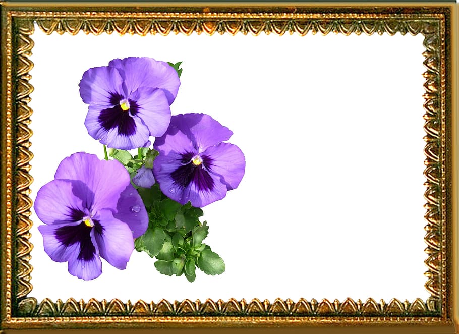 greeting card, pansy, bunch, flower, plant, flowering plant, beauty in nature, freshness, vulnerability, fragility