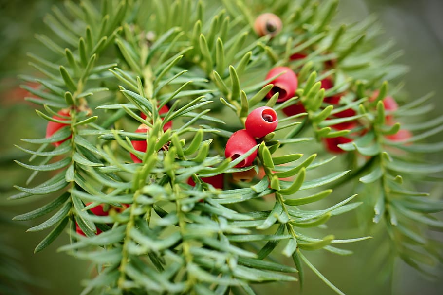 yew, berries yew, tree fruits, needles, berries, taxus baccata, red, green, plant, evergreen