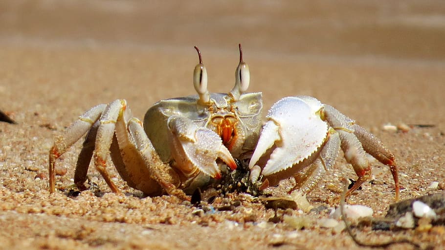 gray, crab, walking, brown, soil, daytime, walking on, brown soil, crabs, sea