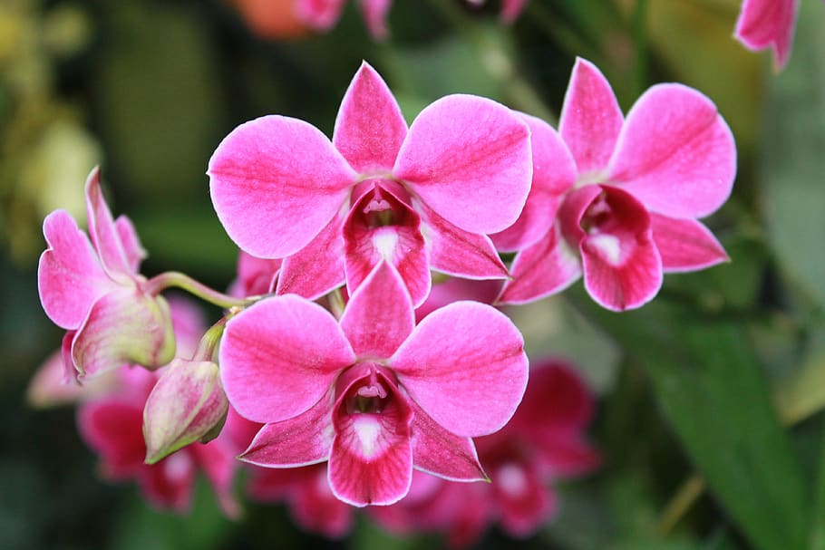 orchids, pink, green, flower, flowers, flowering plant, plant, pink color, petal, close-up