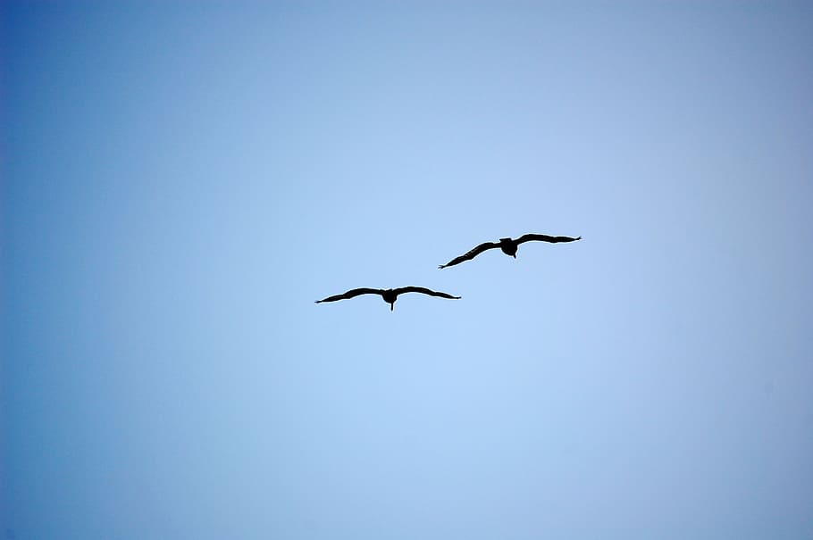 two, flying, black, birds, silhouette, blue, sky, seagull, birds flying, pair