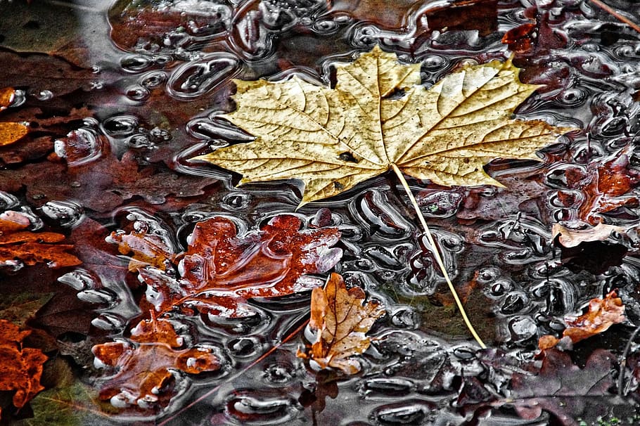 brown maple leaves, fall foliage, puddle, maple leaf, autumn, autumn colours, leaf, plant part, change, dry