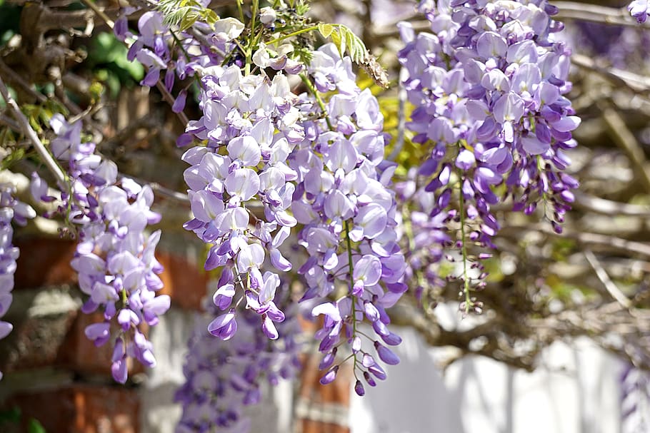 wisteria, flowers, flora, purple, blue, garden, spring, plant, flowering, botany