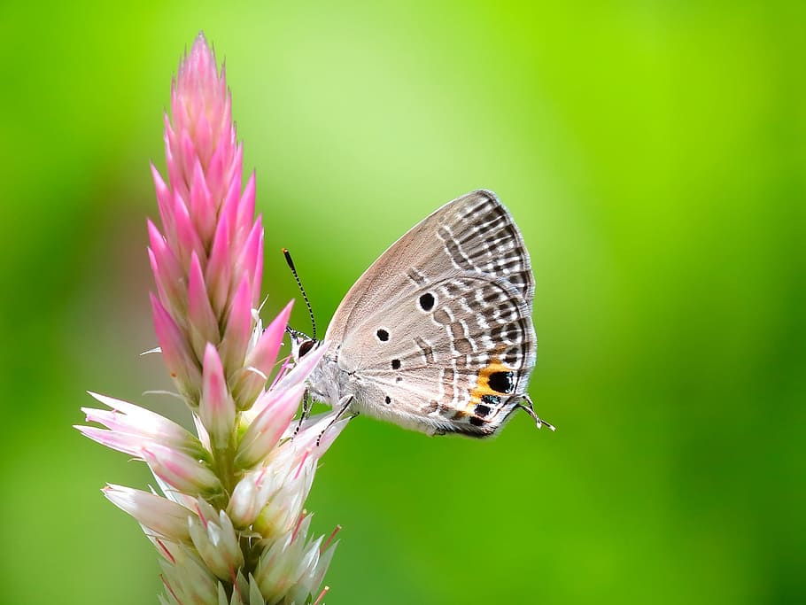 selective, focus photography, eastern, blue, tailed butterfly, perched, pink, flower bud, nature, butterfly