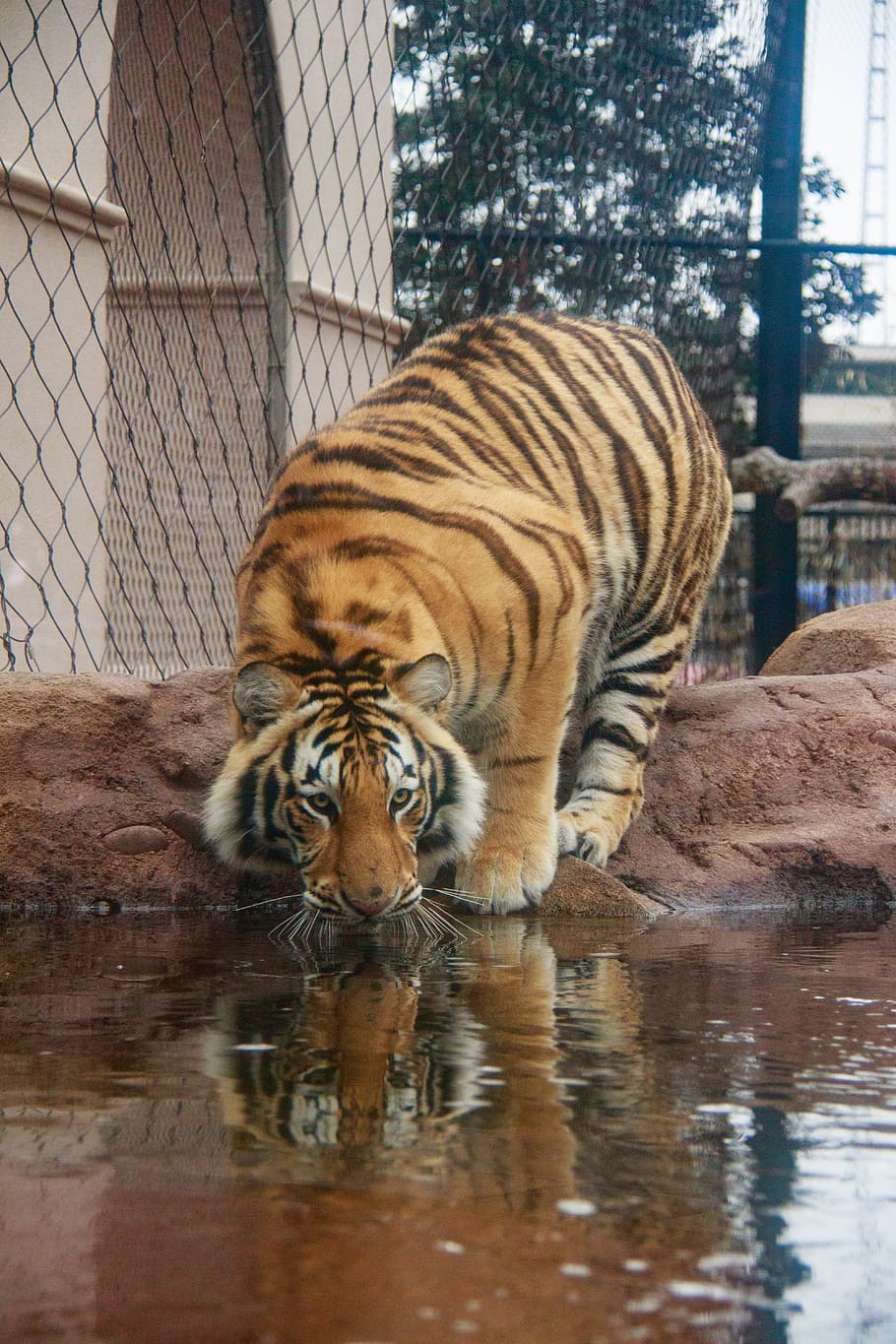 tigre, reflexión, gato, siberiano, bengala, animal, temas de animales, mamíferos, tigres, animales salvajes