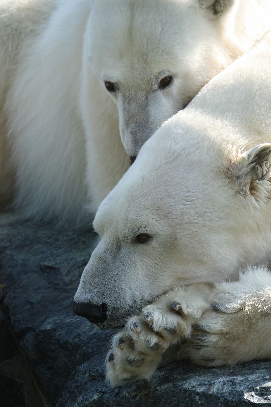 two polar bears, polar bear, stuttgart, zoo, white, animals in the wild, animal wildlife, animal themes, outdoors, day