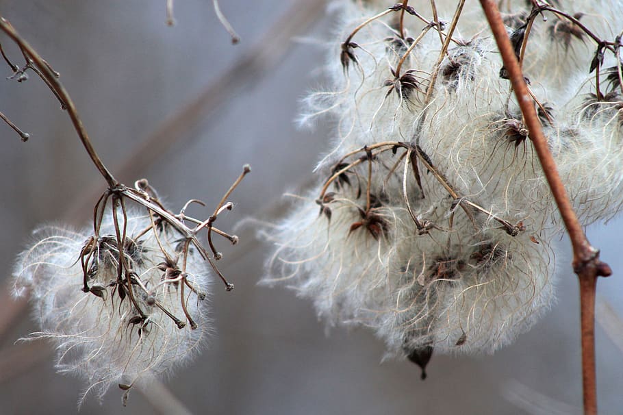 fluffy, bloom, white, delicate, natural, fragile, seed, pod, closeup, blooming