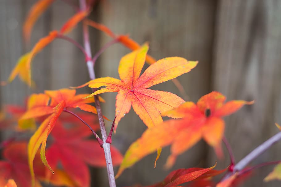 arce de Japón, hoja de arce, otoño, fondo de pantalla de otoño, fondo  oscuro, colores fuertes, rojo, amarillo, color naranja, planta | Pxfuel