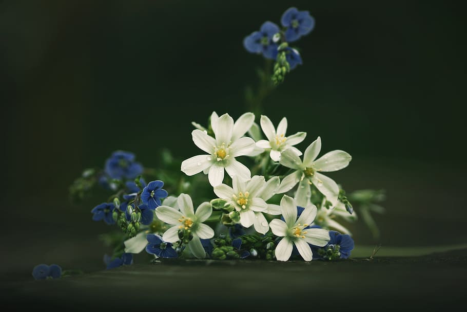 Flowers, Still Life, Veronica, blue, white, flower, nature, plant, springtime, green Color