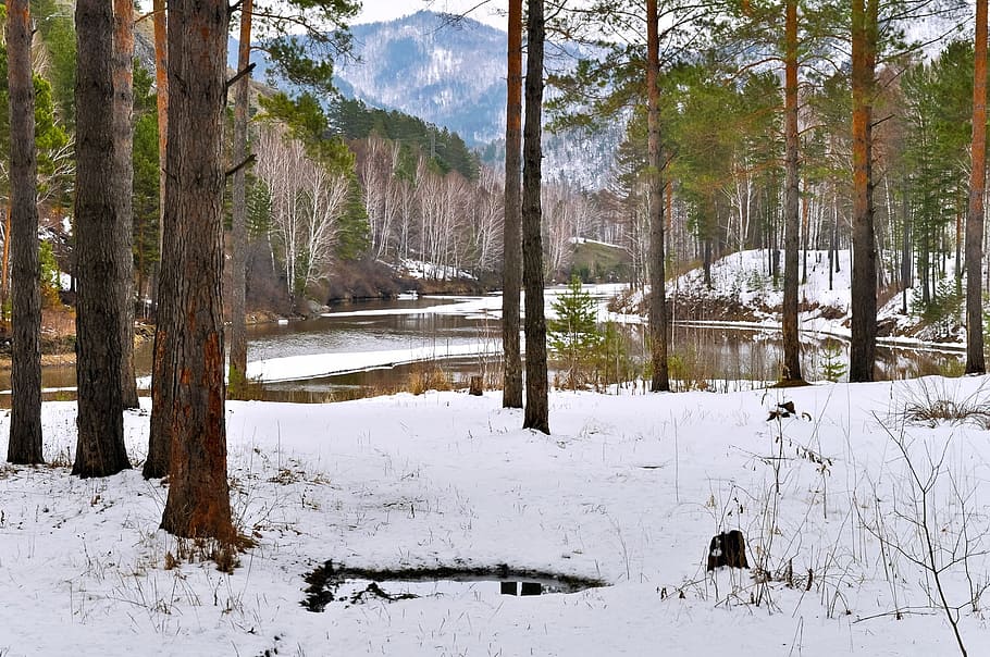 body, water, green, leafed, trees, snow, capped, ground, forest, river