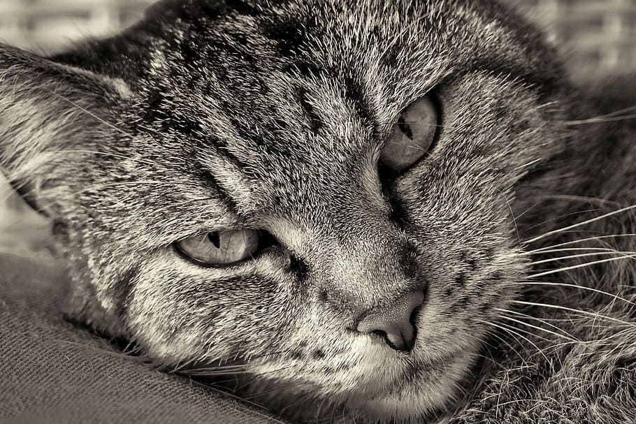 gato atigrado gris, gato, mascota, ojos de gato, retrato, gato doméstico, adidas, caballa, cara de gato, mieze