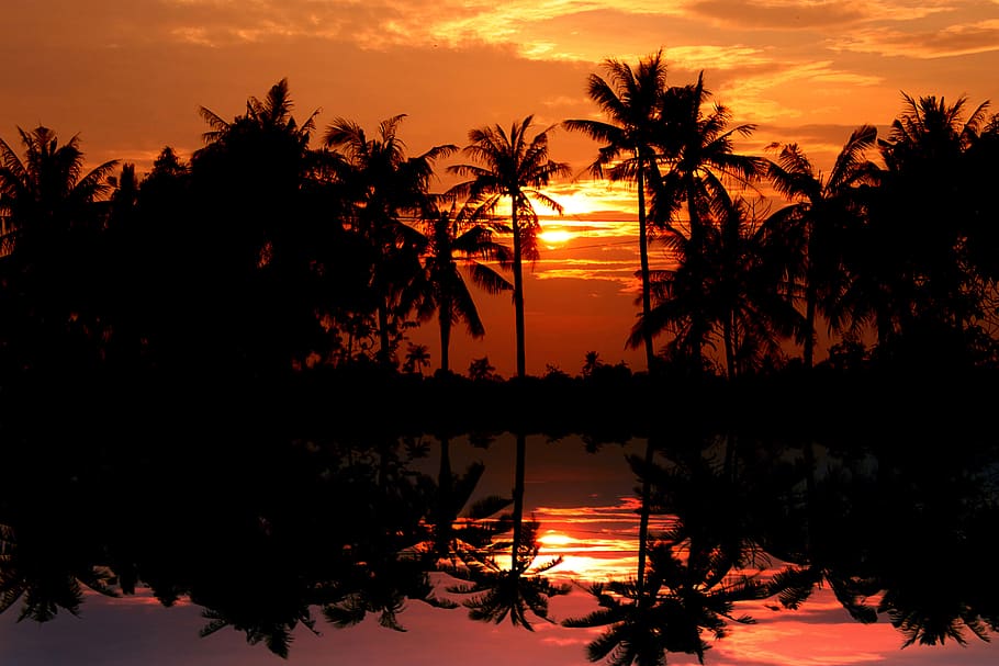 sunset, landscape of ca mau, beauty, the sun, coconut tree, nice, field, the water, tree, water