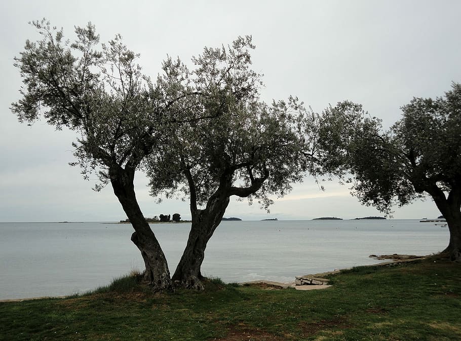 Pula, Croatia, Beach, Mood, Sea, Spring, pula, croatia, clouds, trees, olive trees