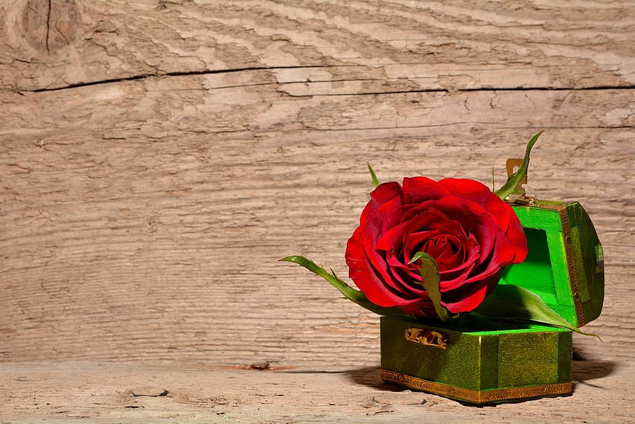 red, rose, chest box, flower, blossom, bloom, treasure chest, red rose, deco, casket