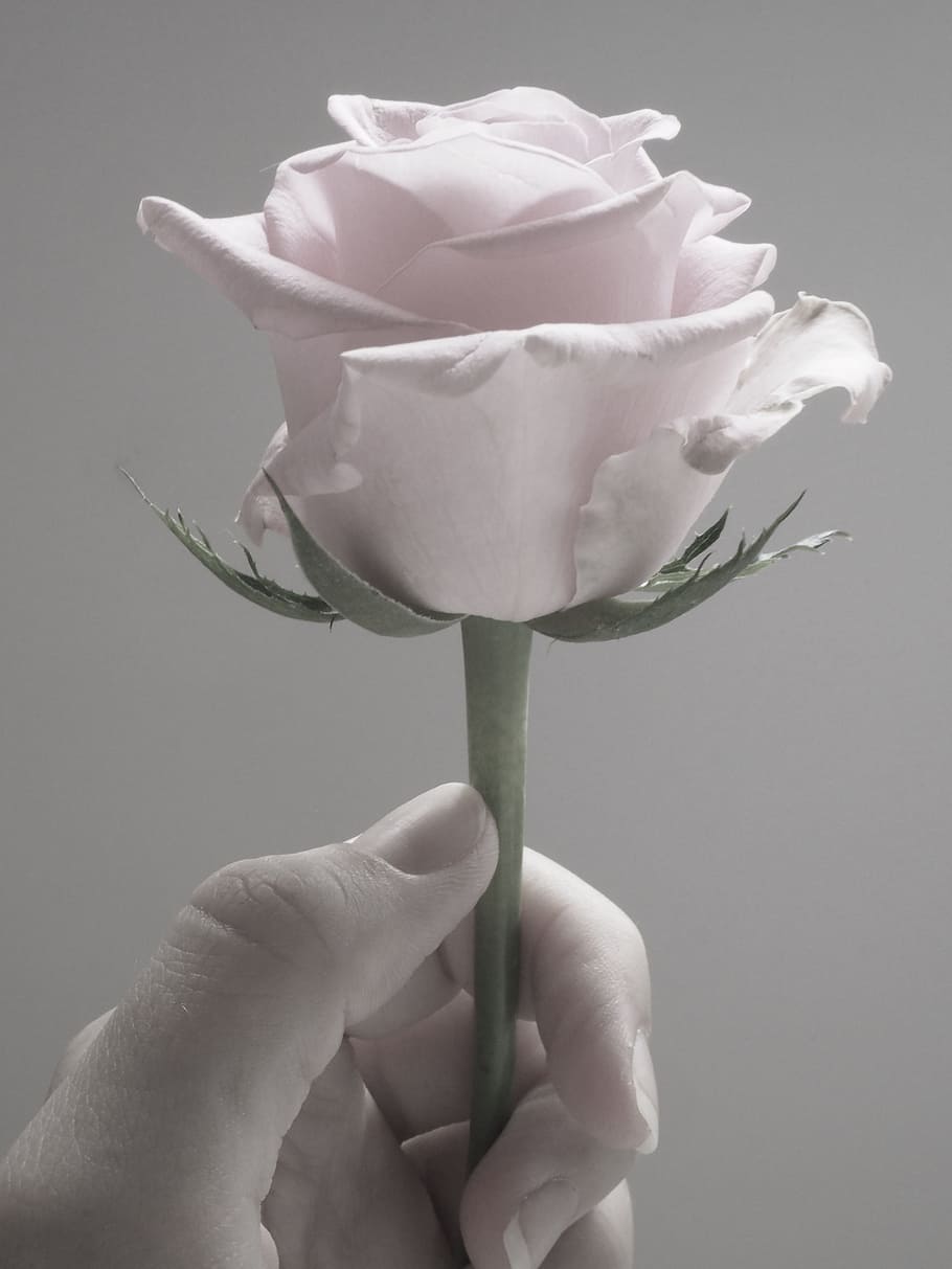 person, holding, white, rose, flower, desktop, nature, romance, pretty, soft