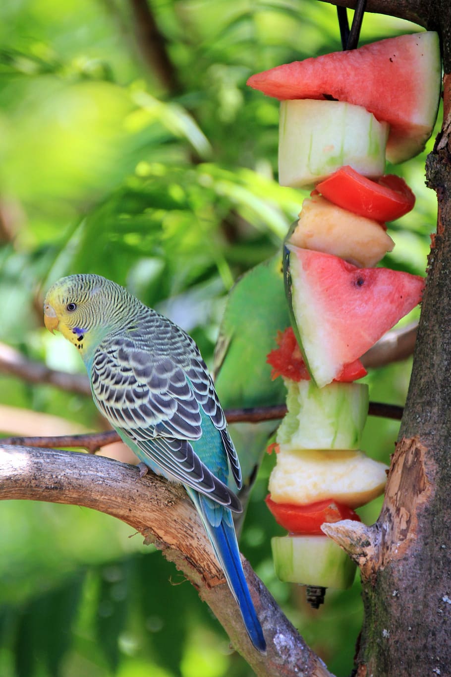 blue, white, budgerigar, perched, tree trunk, animal, bird, budgie, food, eat