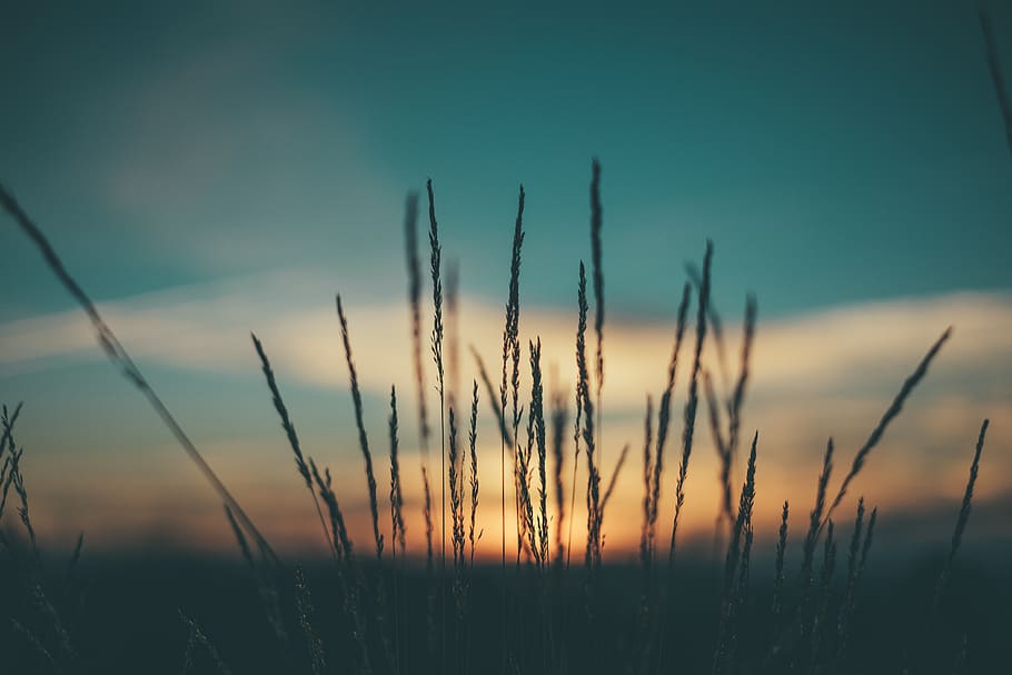 dark, sunset, sunrise, grass, field, outdoor, sky, clouds, plant, beauty in nature