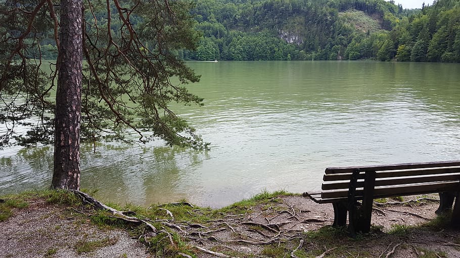 lake, bank, nature, seat, rest, bench, trees, hiking, tree trees, lakeside