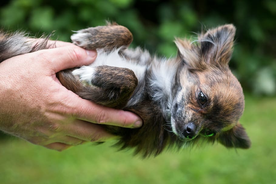 chihuahua, dog, trust, devotion, puppy, baby, face, hand, bear, view