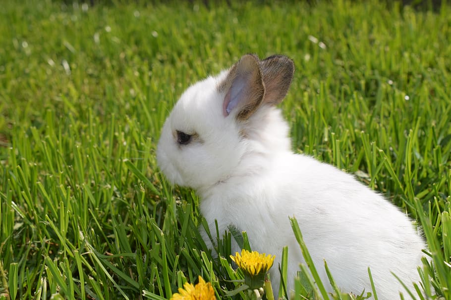 rabbit ears, climate protection, easter pictures, may day, hare, small hare, easter, hare baby, white rabbit, cute