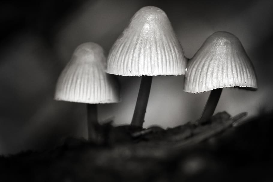 mushrooms, monochrome, dreamy, forest, outdoor, nature, toadstool, england, fall, autumn