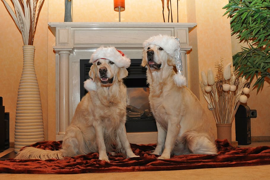two, adult, golden, retriever, focus photo, golden retriever, santa hat, dogs, christmas card, christmas dog