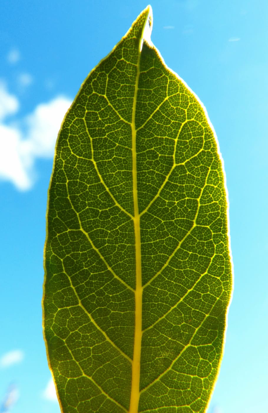leaf, laurel, backlight, spices, ramifications, plant part, green color, close-up, nature, sky