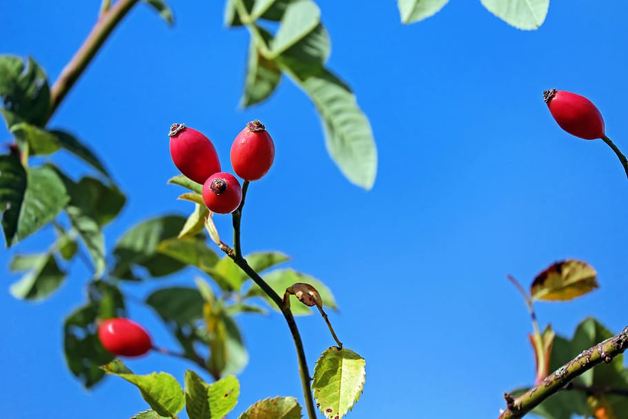 red fruited tree, rose hip, fruit, red, bush, plant, rose greenhouse, sky, blue, nature